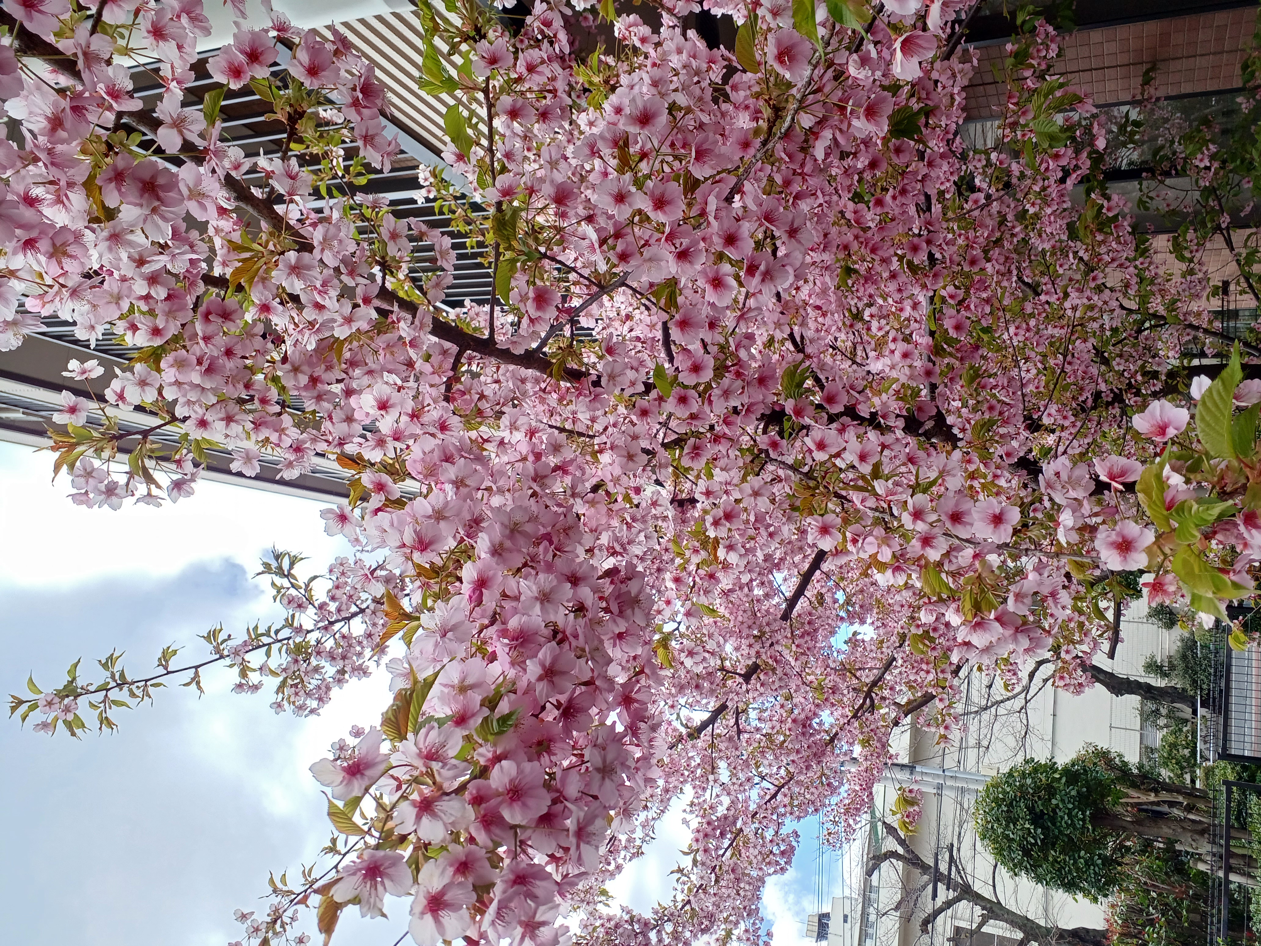 河津桜