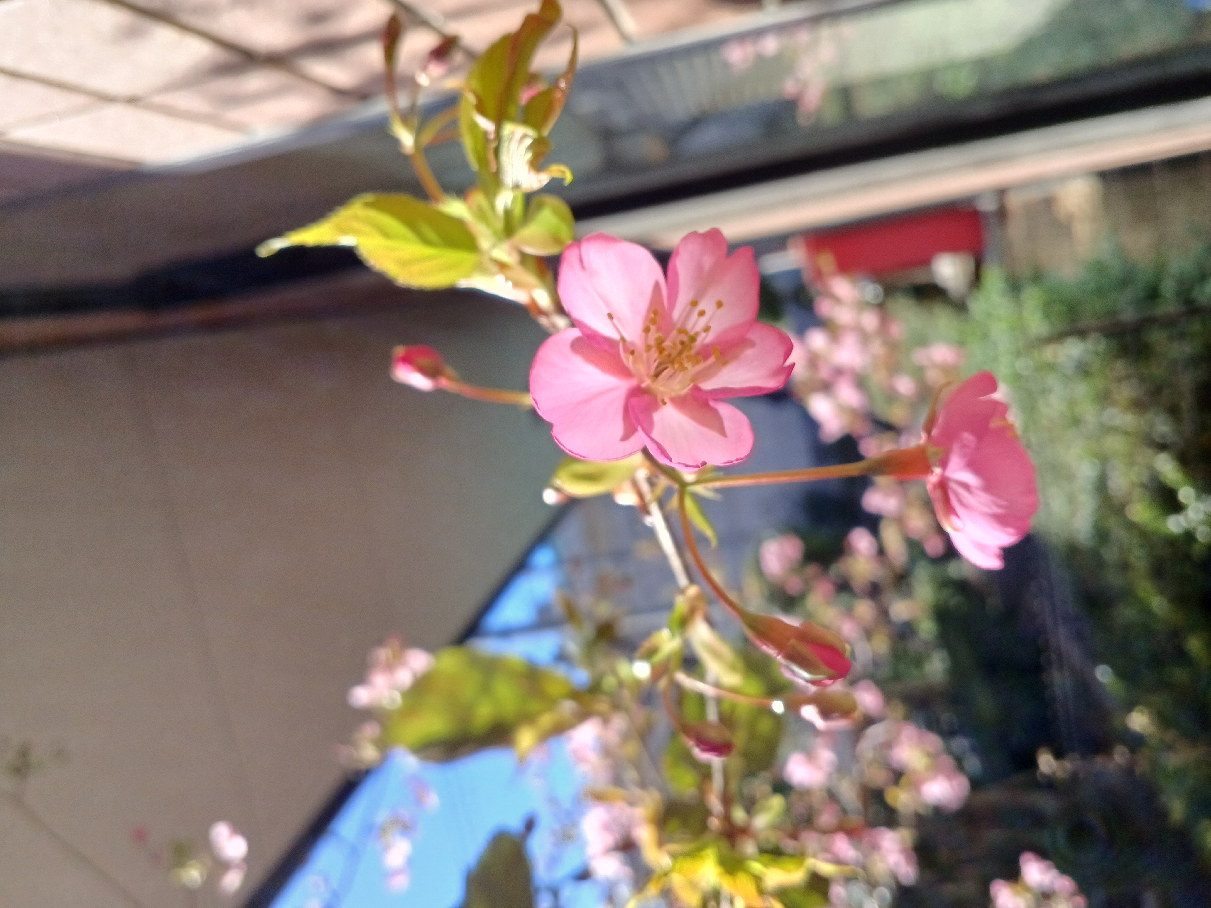 河津桜
