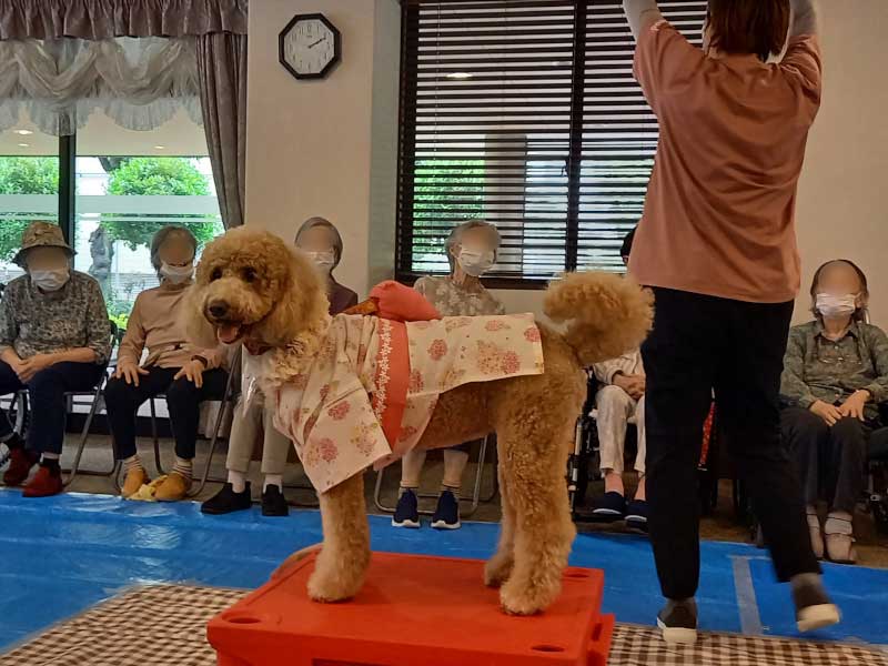 ドッグセラピー