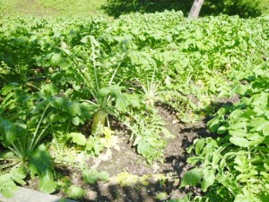 野菜ブログ1