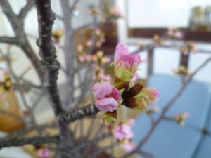 桜のつぼみ 008