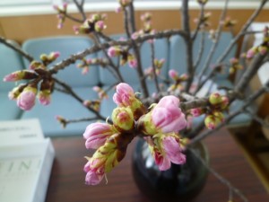 桜のつぼみ 012