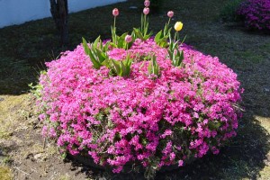 2014花 (7)