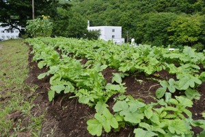 夏の菜園2015 (2)