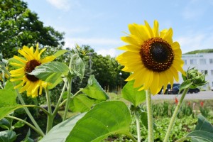 夏の菜園2015 (20)