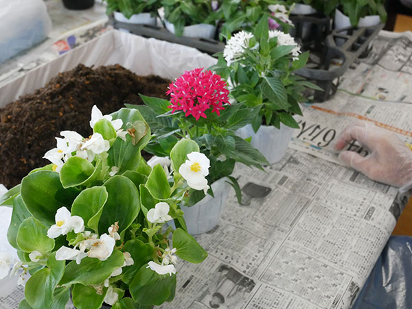 寄せ植え